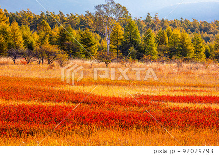 日光 風景 小田代ヶ原 貴婦人の写真素材 - PIXTA