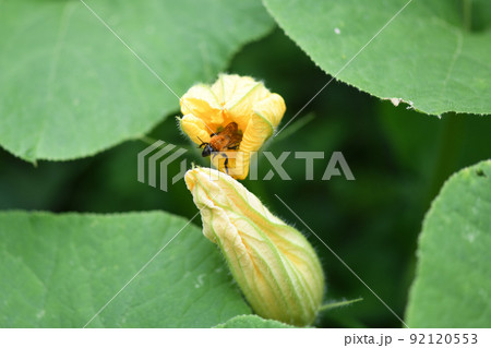 カボチャの花粉の写真素材