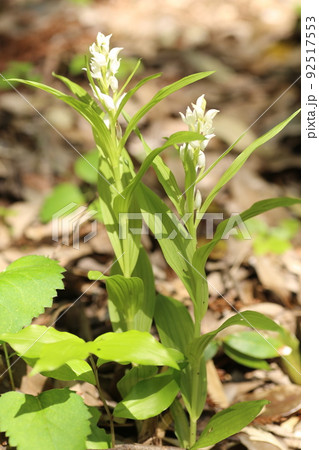 ギンラン 野草 絶滅危惧種 蘭科の写真素材 - PIXTA