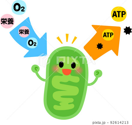 ミトコンドリアのイラスト素材