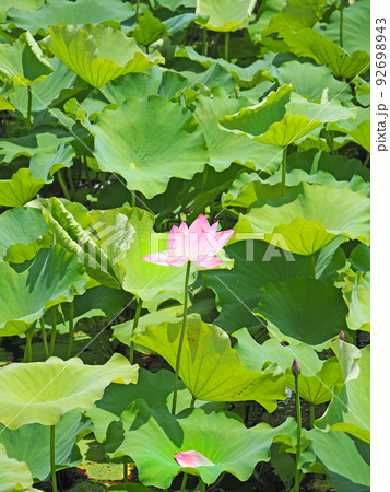 ハスの花 蓮 蓮華 散るの写真素材