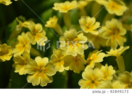 プリメラ 花の写真素材