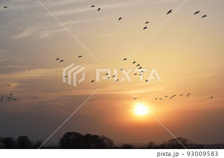 夕焼け 鳥 野鳥 雁の写真素材 - PIXTA