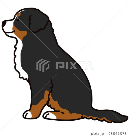バーニーズ マウンテン ドッグのイラスト素材