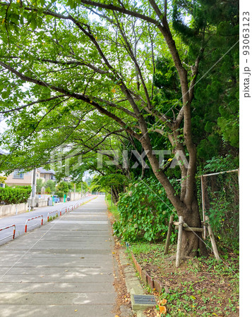 街路樹のある住宅街のイメージ