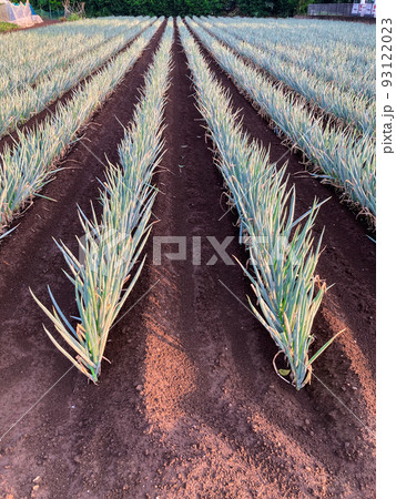 長ネギを栽培する都市近郊の畑