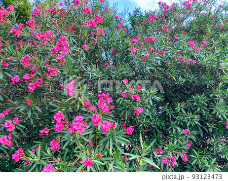 満開のサルスベリのピンク色の花のイメージ