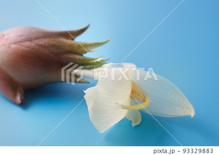 ミョウガの花の写真素材