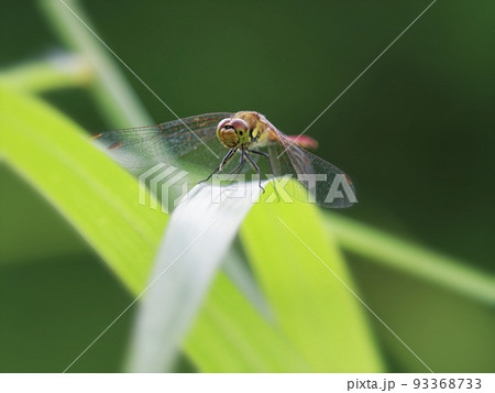 トンボ 昆虫 赤とんぼ 虫の写真素材