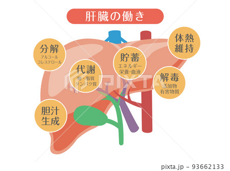 肝臓のイラスト素材