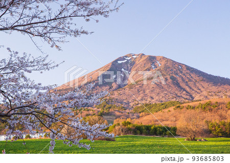 日立市のサンピアグランドの河津桜と日立紅寒桜の開花状況：茨城
