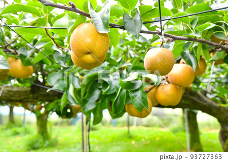 たわわに実った果樹園の梨