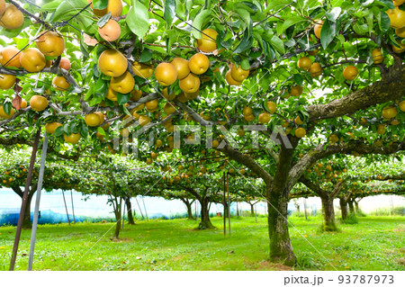 たわわに実った果樹園の梨