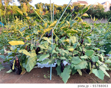 収穫を待つナス畑のイメージ