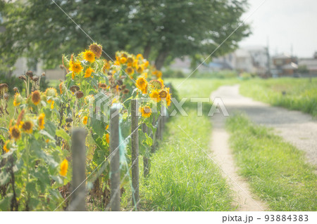 向日葵 夏 ノスタルジック 田舎の写真素材