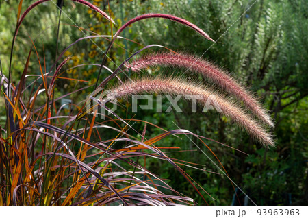 ペニセタム 植物の写真素材