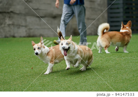 走るコーギーの写真素材 走るコーギーの写真素材