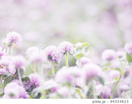 優しさ 花言葉 の写真素材