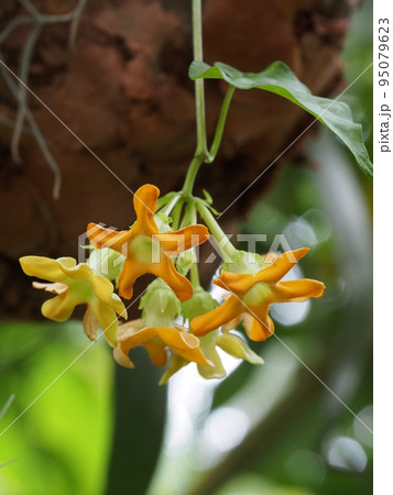花 植物 イエライシャン 夜来香の写真素材