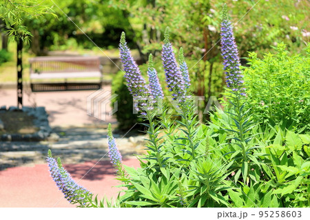 夏の花 鮮やか ピンク 小花の写真素材