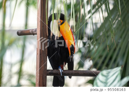 鳥 カラフル 南国 鳥類の写真素材