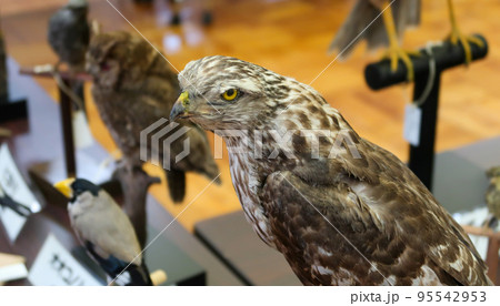 博物館 鳥 剥製 動物の写真素材 - PIXTA