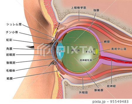 解剖図 眼球 医療 断面のイラスト素材 - PIXTA