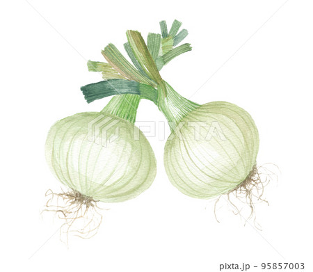 新玉ねぎ 玉葱 水彩画 野菜の写真素材 - PIXTA