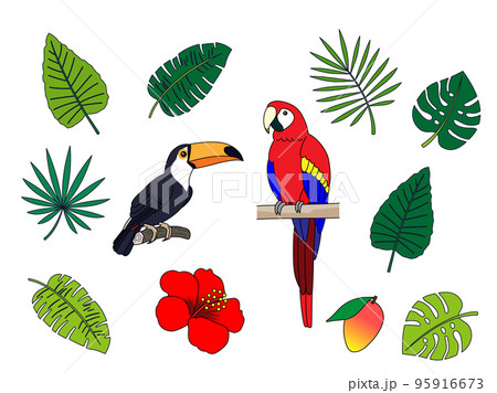 インコ オウムのイラスト素材集 ピクスタ