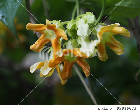 花 植物 イエライシャン 夜来香の写真素材