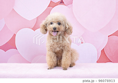 犬 トイプードル 座る おすわりの写真素材 - PIXTA