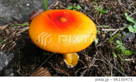 結びつい mushroom ornament ❀ オレンジ傘のかわいい キノコさん
