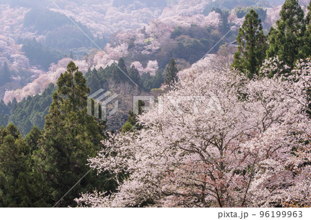 吉野桜の写真素材 - PIXTA