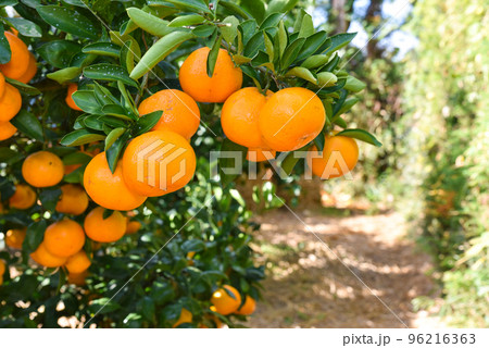 収穫時期のみかん畑のイメージ