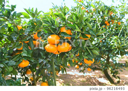 収穫時期のみかん畑のイメージ