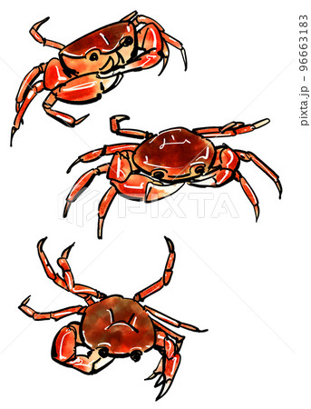 生物細密画（水彩）「サワガニ」 生物細密画（水彩）「サワガニ」 絵画