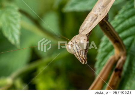 カマキリの顔アップの写真素材 - PIXTA