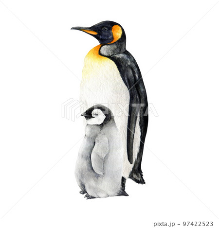 エンペラーペンギン ペンギン くちばしのイラスト素材 - PIXTA