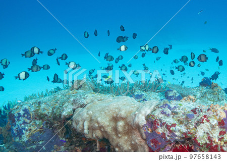 スズメダイ 魚 海中 珊瑚の写真素材 - PIXTA