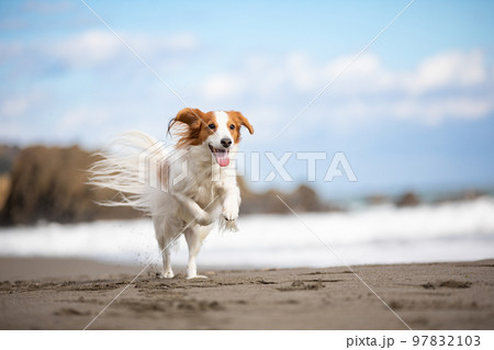 ノーリード 海 犬 トップ