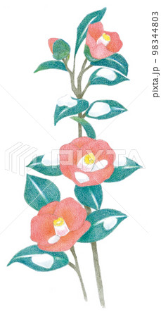 Blue jay bird with camellia flowers. Watercolor - Stock Illustration  [88863028] - PIXTA