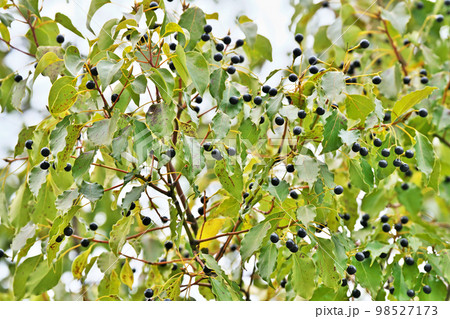 楠の実の写真素材 - PIXTA