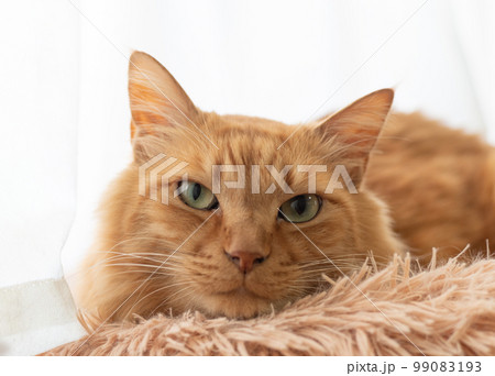 茶虎#茶虎猫#猫#茶吉