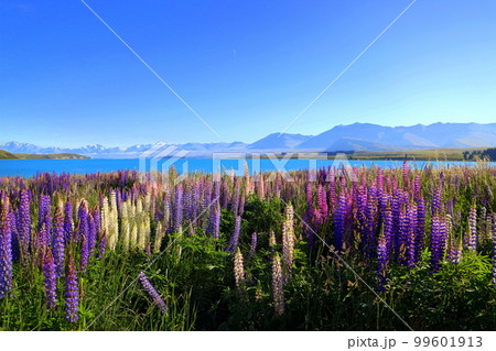 【純日本製】□マナポウリ湖 ルーピンの花 ニュージーランド☆額縁付 A3ノビ 自然、風景