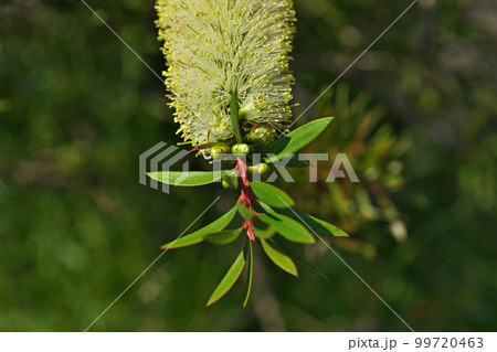 花 ブラシの木 植物 黄色の写真素材 - PIXTA