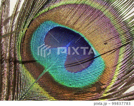 綺麗な羽の鳥の写真素材 - PIXTA