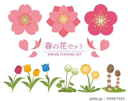 たんぽぽ 植物 花 シロツメクサの写真素材 - PIXTA