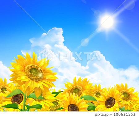 ひまわり 太陽 青空 夏の写真素材 - PIXTA