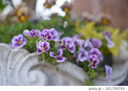 紫のビオラの寄せ植え