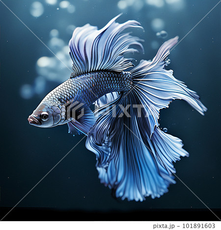 Spanish Mackerel wahoo dark blue fish big fish - Stock Illustration  [66480628] - PIXTA